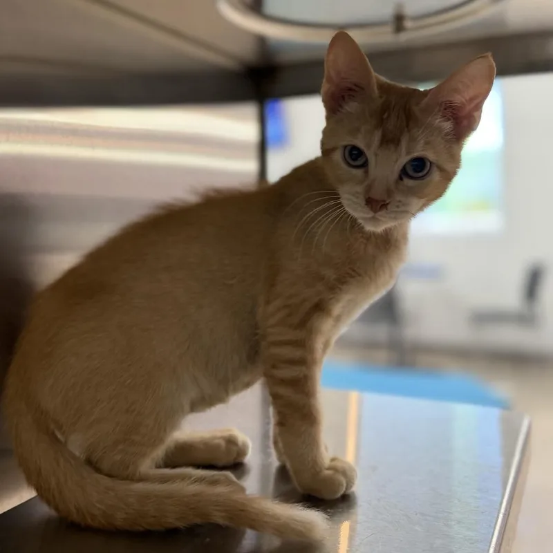 A baby small-sized male Domestic Short Hair cat named Sega for adoption in Bullhead City, AZ