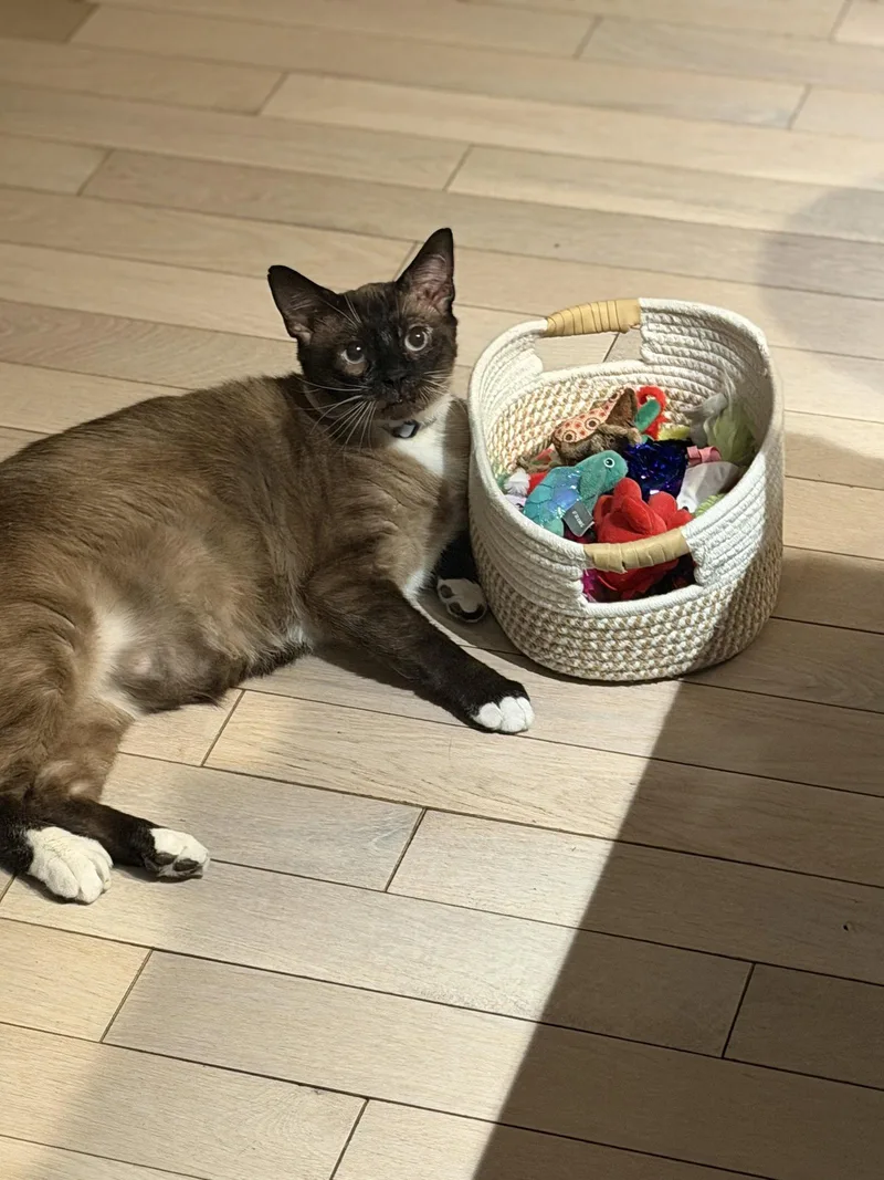 An adult medium-sized male Domestic Short Hair cat named Floki for adoption in Stewartsville, NJ