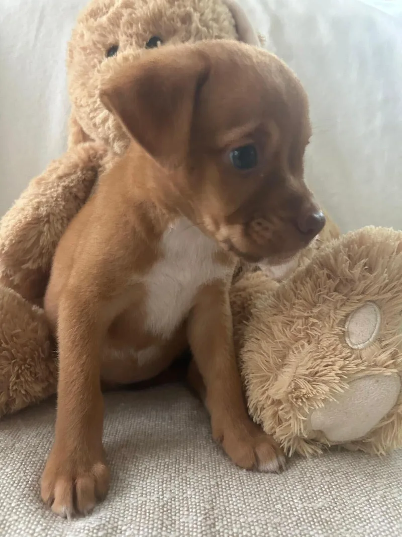 A baby medium-sized male Brown / Chocolate Labrador Retriever dog named Suki for adoption in Fort Belvoir, VA