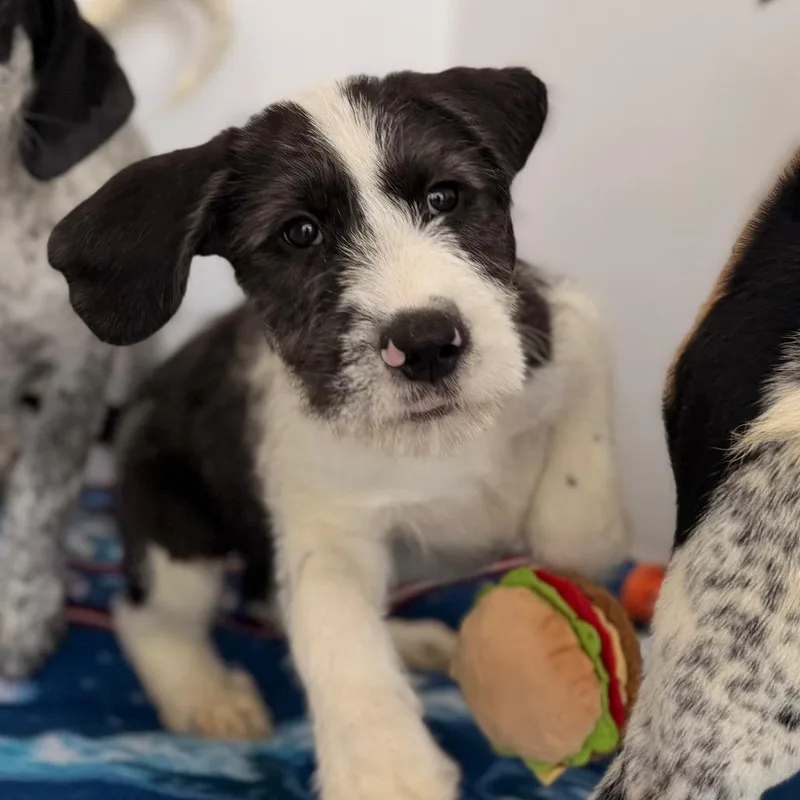A baby medium-sized male Black Bluetick Coonhound dog named Gunner for adoption in Green Bay, WI