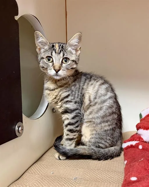 A baby medium-sized female Domestic Short Hair cat named Samantha for adoption in Brewster, MA