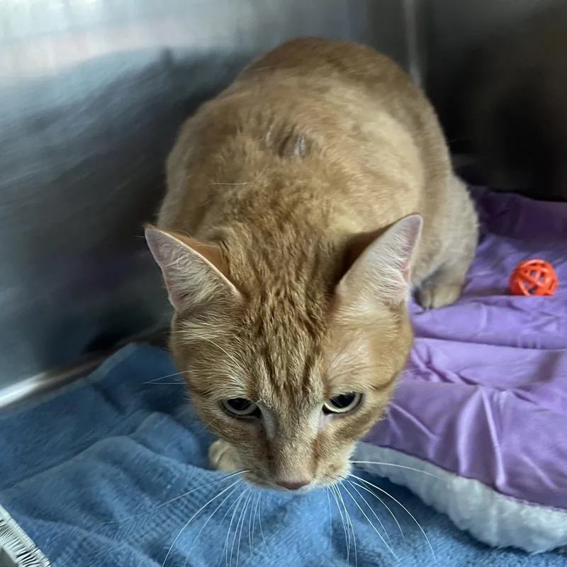 An adult large-sized male Orange / Red Domestic Short Hair cat named Trifle for adoption in Matteson, IL