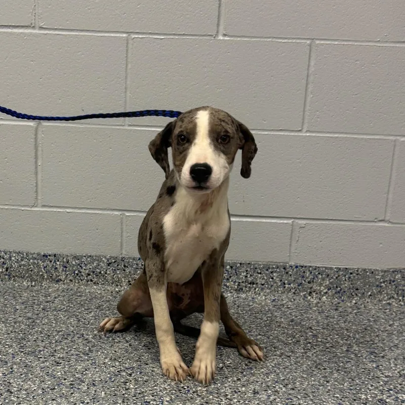 A young small-sized female Mixed Breed dog named Birdie for adoption in Greenville, SC