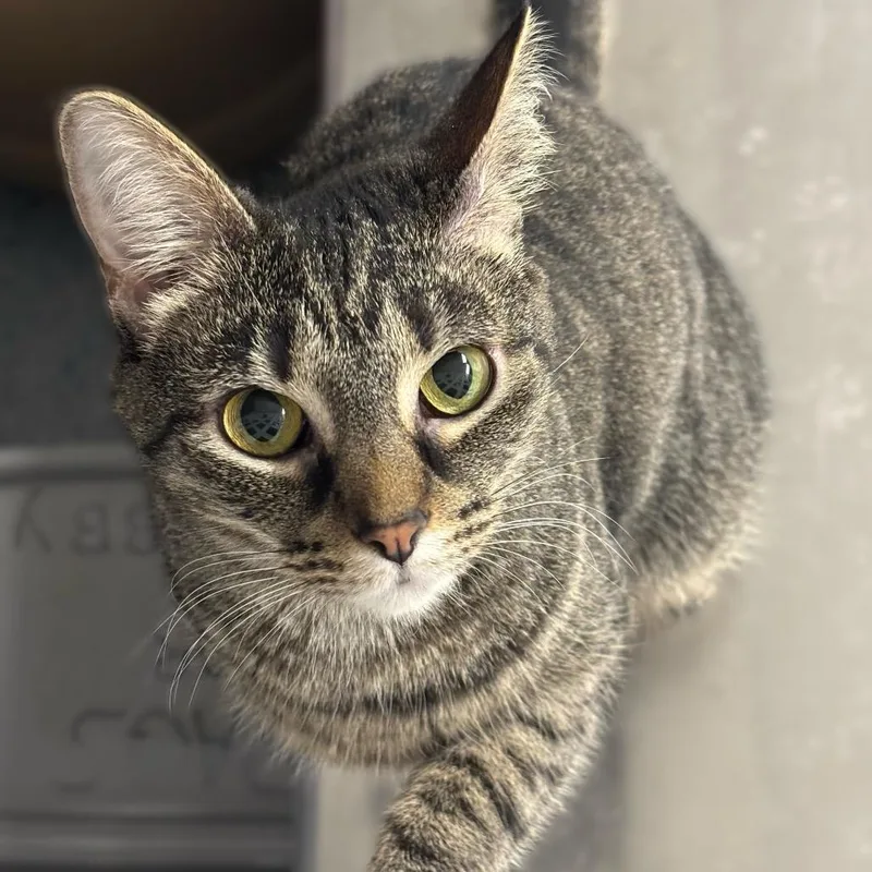 An adult medium-sized female Brown / Chocolate Domestic Short Hair cat named Selena for adoption in Hopewell, VA