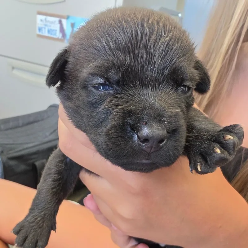 A baby medium-sized female Black Mixed Breed dog named Candace for adoption in Leander, TX