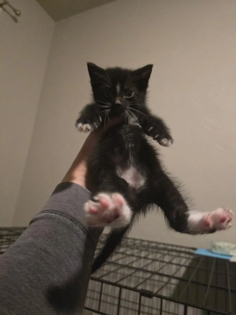 A baby small-sized male Domestic Short Hair cat named Jc for adoption in Brookings, OR
