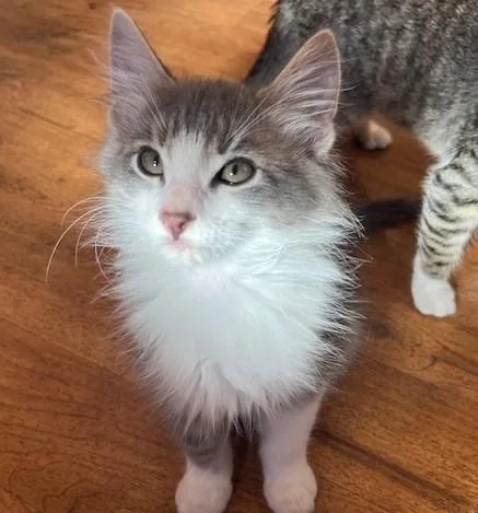 A baby large-sized male Tabby cat named My Cutie Cecil for adoption in Eagle Point, OR