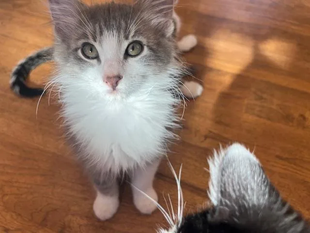 My Cutie Cecil thumbnail 3