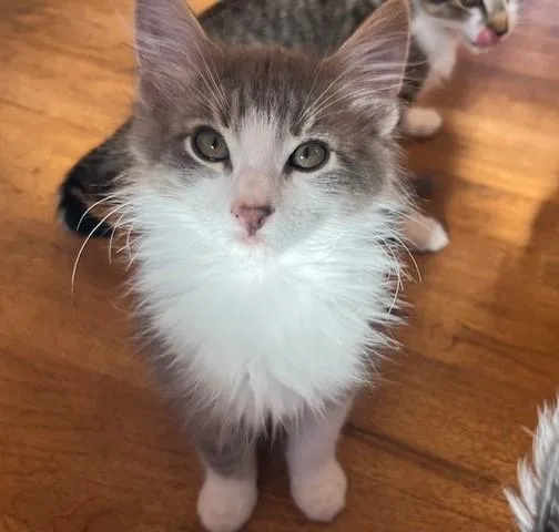 My Cutie Cecil thumbnail 4