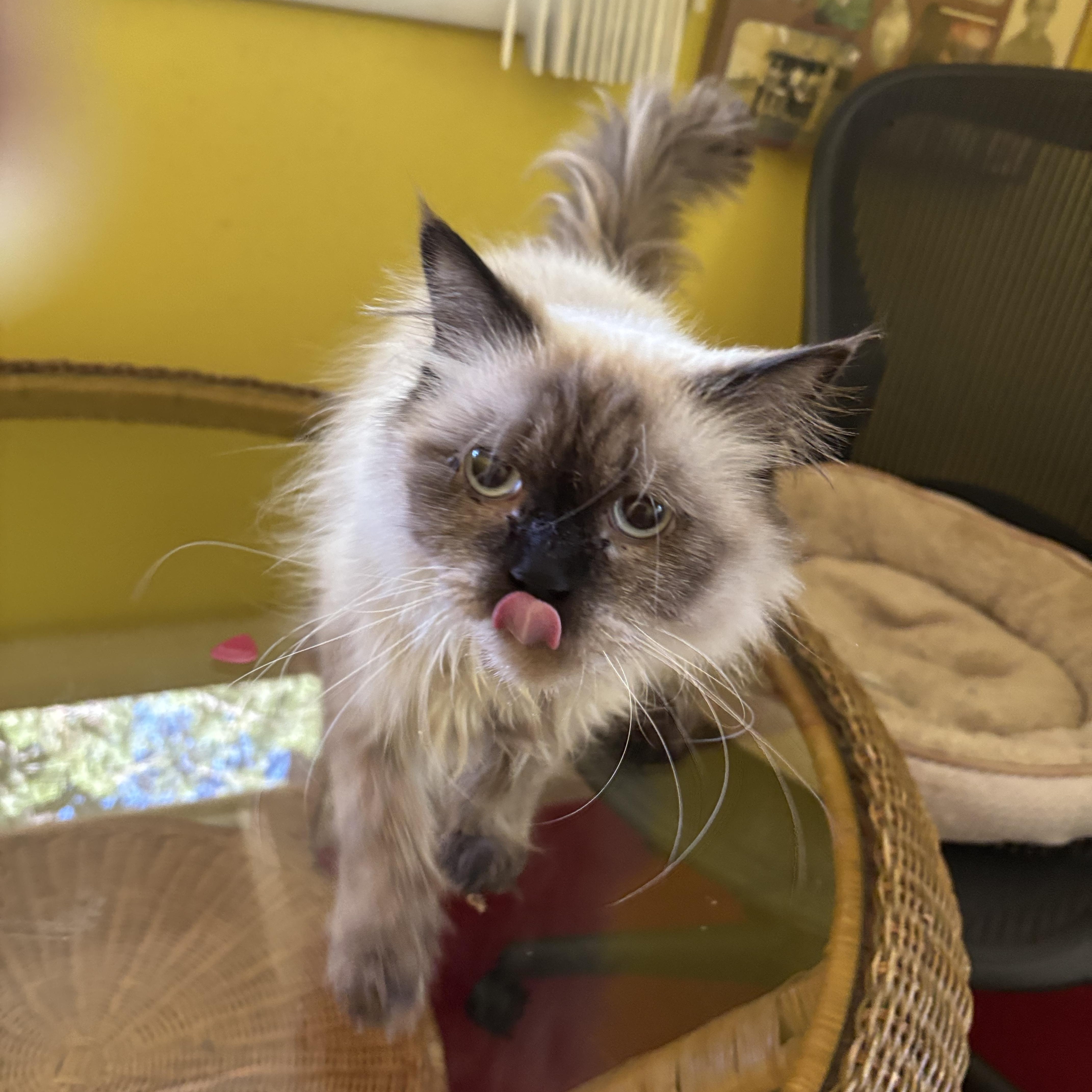 An adult medium-sized female Brown / Chocolate Himalayan cat named Kiara for adoption in Fairfax, VA