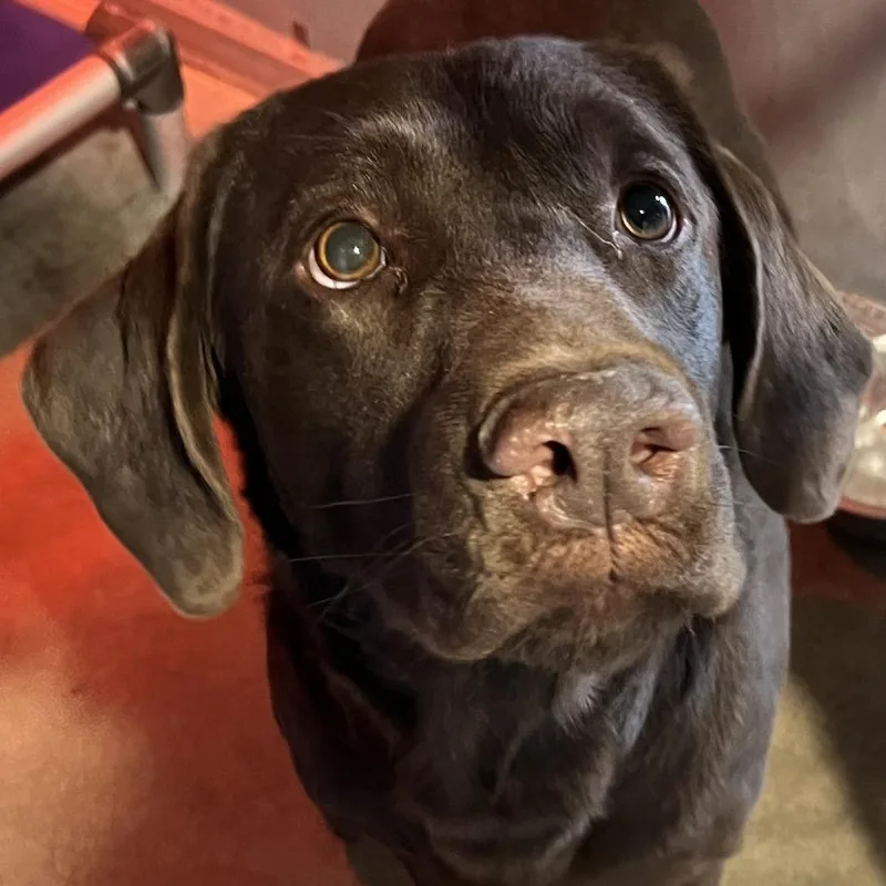 An adult large-sized male Brown / Chocolate Mixed Breed dog named Goose for adoption in Las Cruces, NM