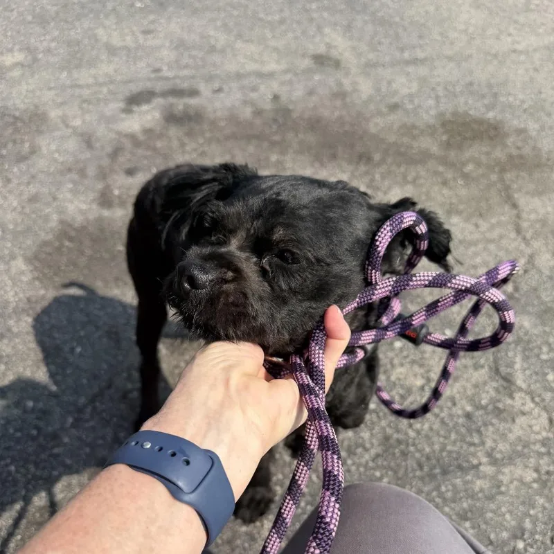 A young small-sized male Black Mixed Breed dog named Huey for adoption in Skokie, IL