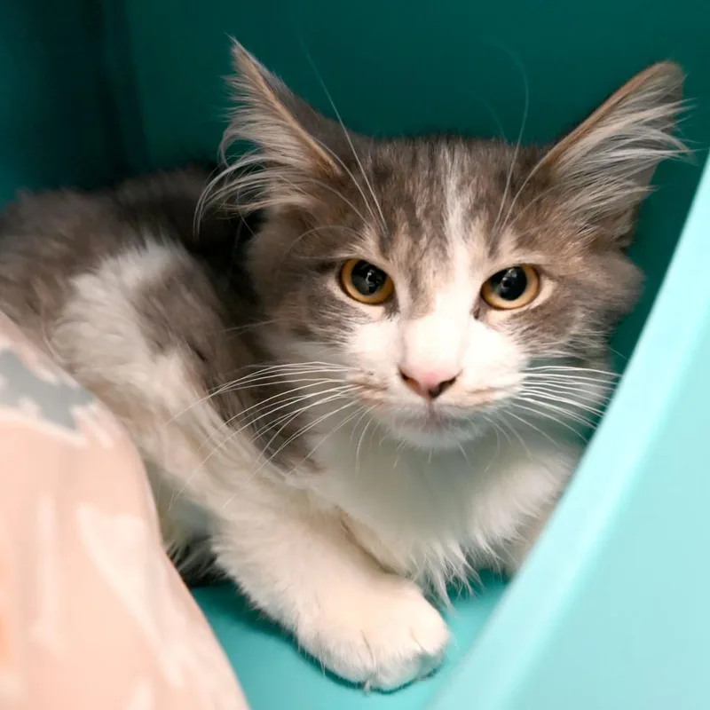 An adult large-sized male Gray / Blue / Silver Domestic Long Hair cat named Theodore for adoption in West Palm Beach, FL