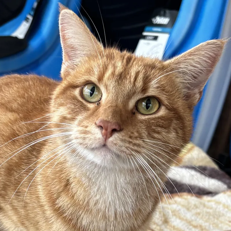 An adult large-sized male Tabby (Orange / Red) Domestic Short Hair cat named Dog's Best Friend for adoption in Valparaiso, IN