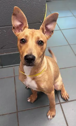 A young medium-sized female Yellow / Tan / Blond / Fawn Mixed Breed dog named Funyun for adoption in Nashville, TN