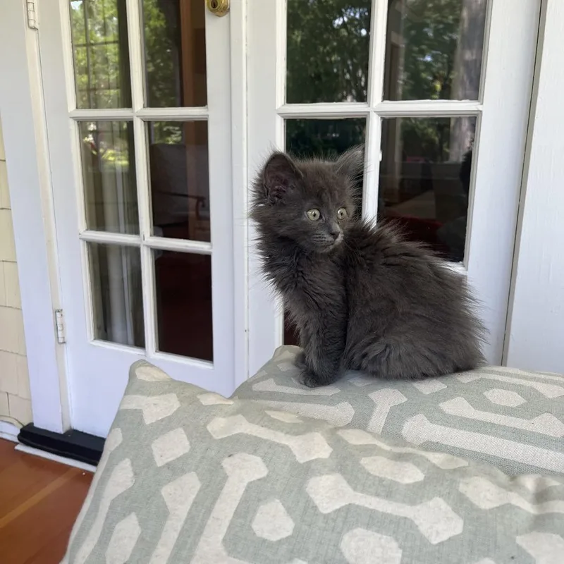 A baby small-sized female Gray / Blue / Silver Domestic Medium Hair cat named Hulk for adoption in Evanston, IL
