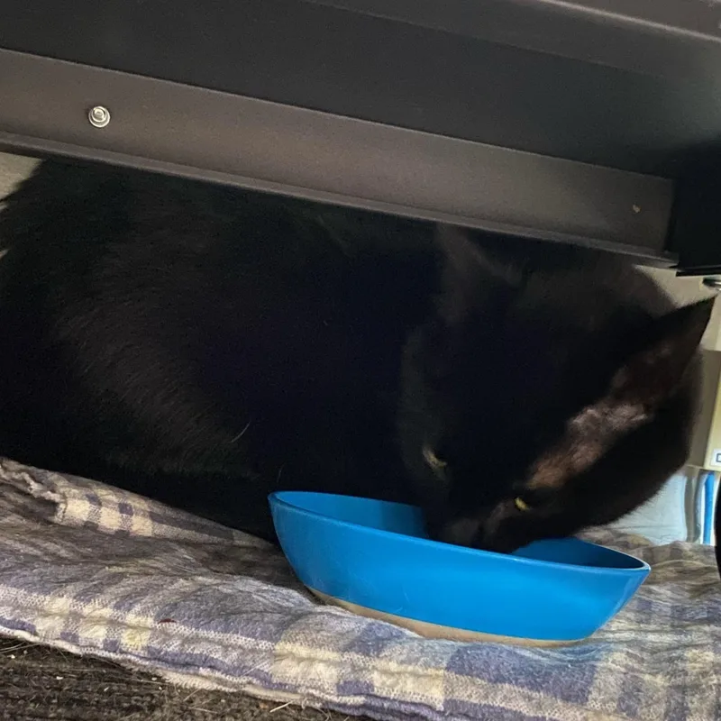 An adult medium-sized female Black Domestic Short Hair cat named Aunt Annie for adoption in Holly, MI