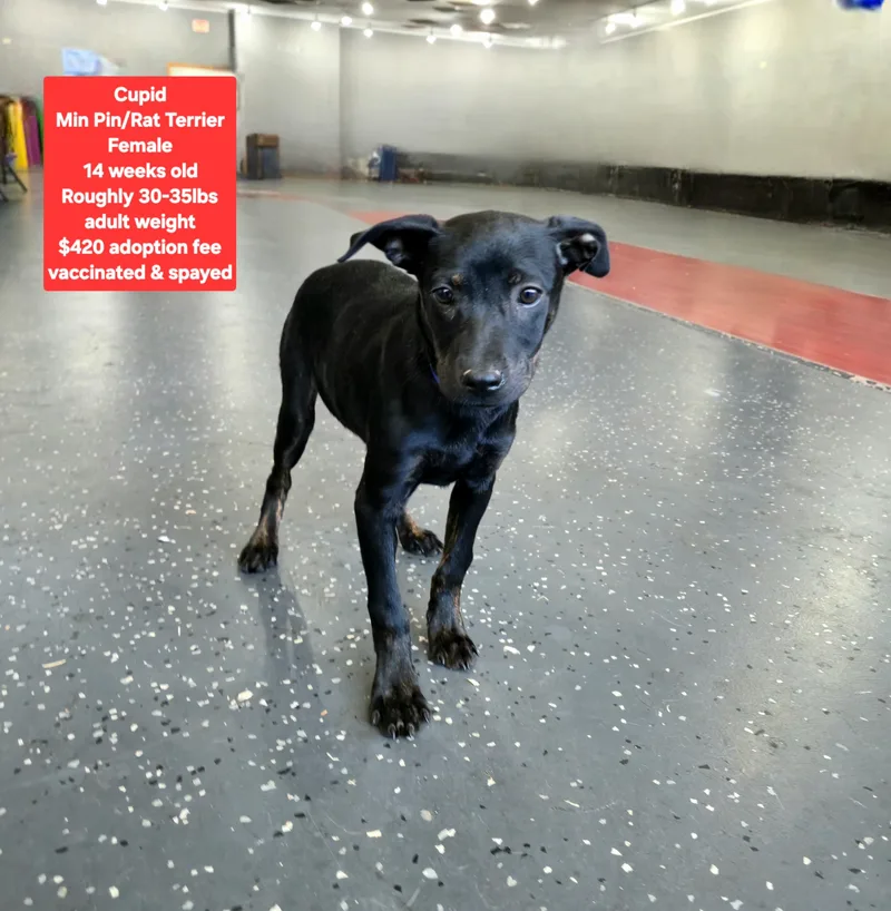 A baby medium-sized female Miniature Pinscher dog named Cupid for adoption in Oviedo, FL