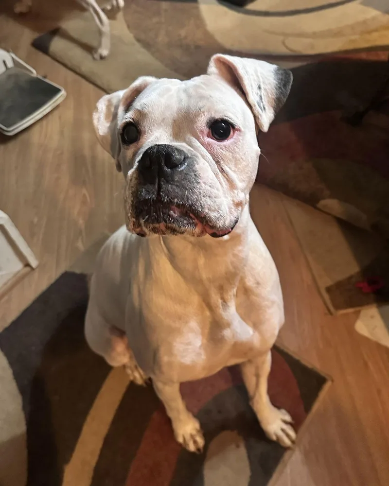 An adult large-sized female Boxer dog named Bonded Daisy for adoption in Monticello, NY