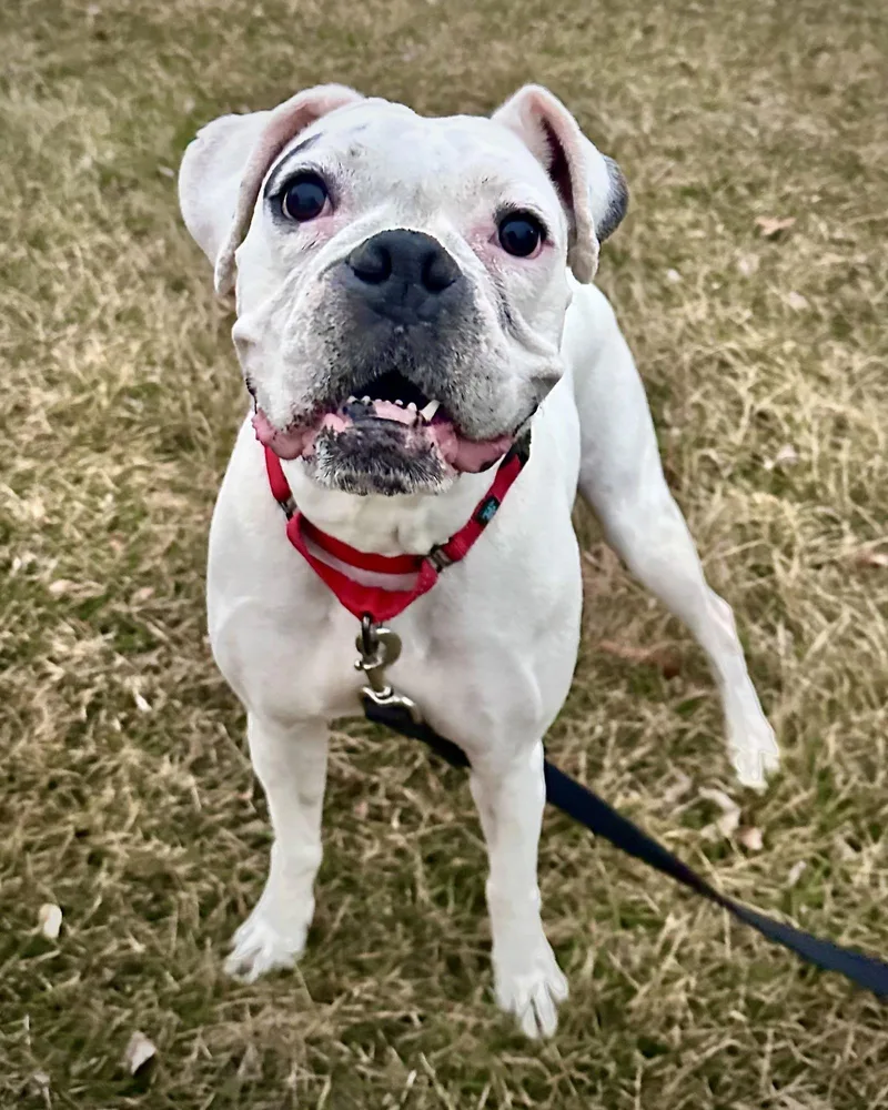 Bonded  Daisy thumbnail 2