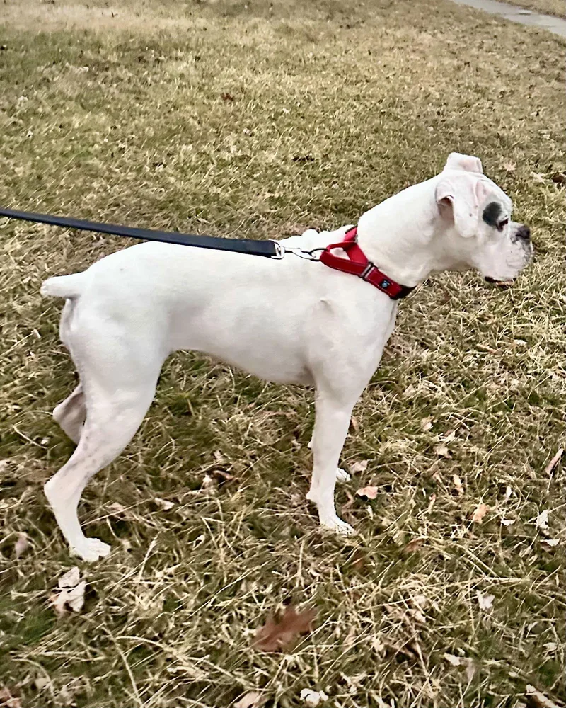 Bonded  Daisy thumbnail 3