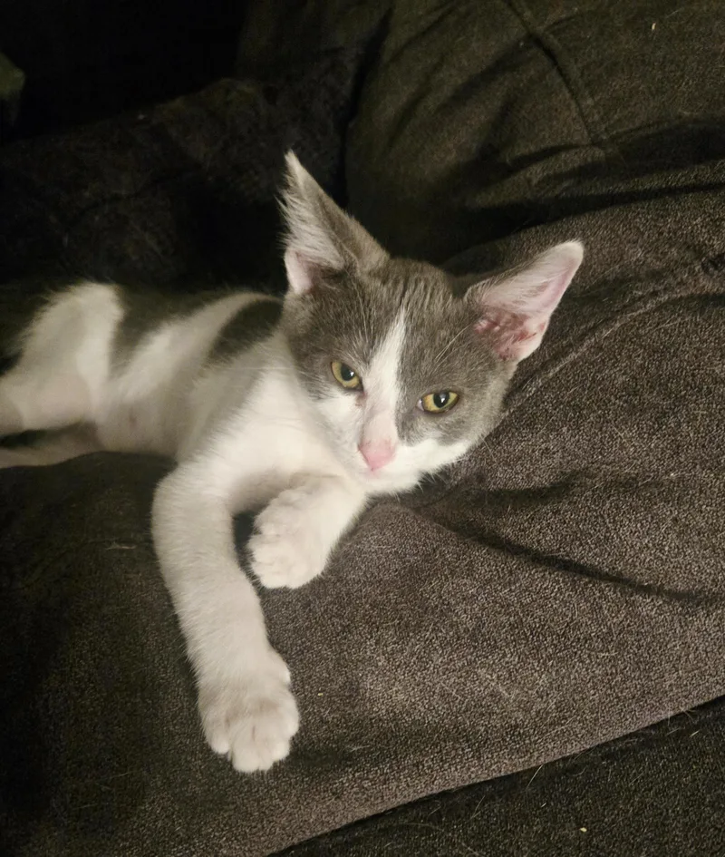 A young large-sized male Gray & White Domestic Short Hair cat named Gizmo for adoption in Woodland Hills, CA