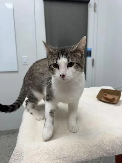 An adult small-sized male Brown / Chocolate Domestic Short Hair cat named Chai for adoption in Kansas City, MO