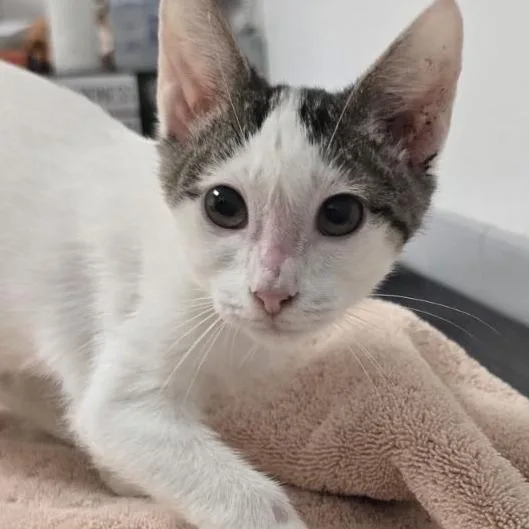 A baby small-sized male White Domestic Short Hair cat named Skittles for adoption in Austin, TX