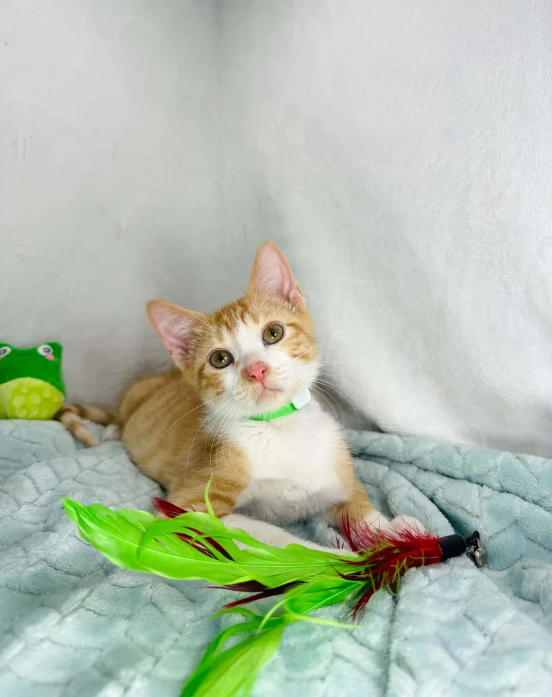 A baby medium-sized male Orange & White Tabby cat named Katakun for adoption in Tavares, FL
