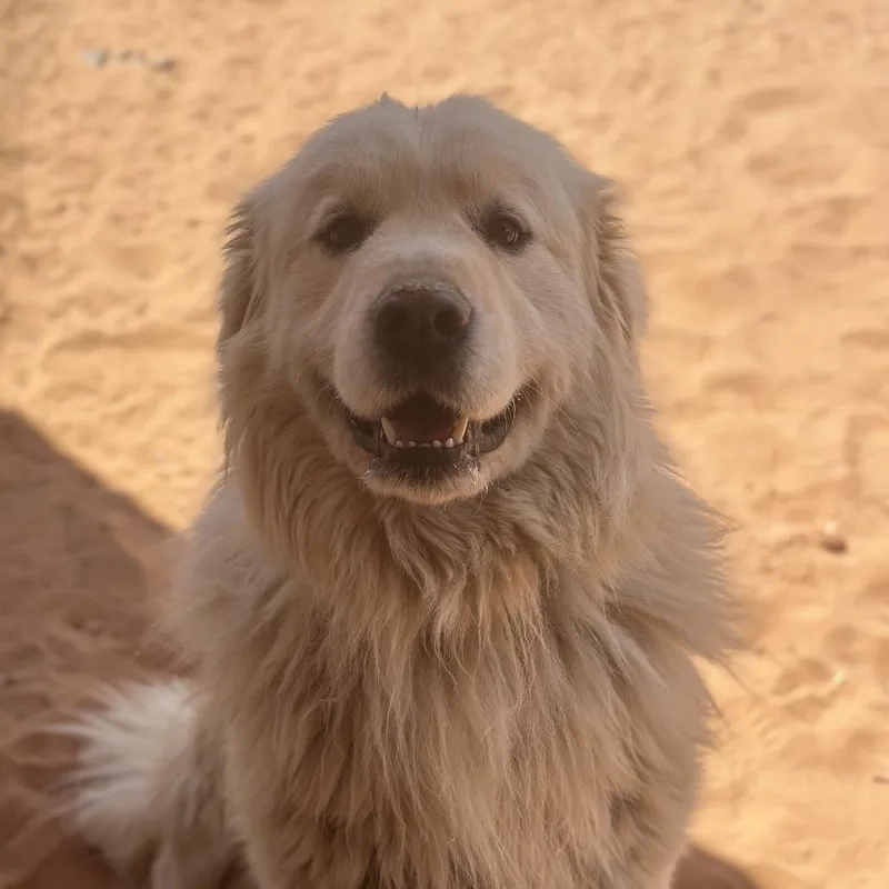 An adult large-sized male White / Cream Great Pyrenees dog named Allistair for adoption in Kanab, UT