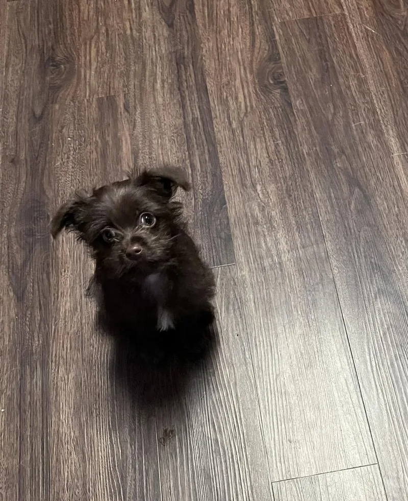 Cooper