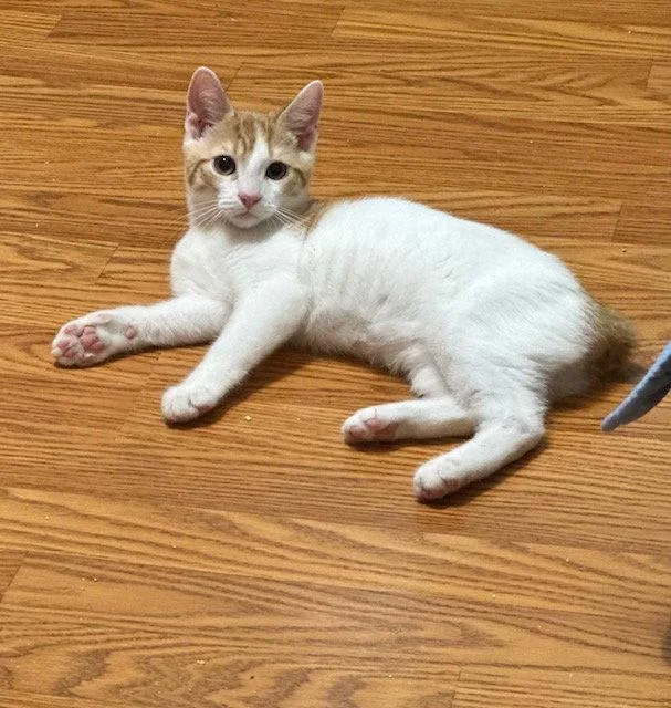 A young medium-sized male Orange & White Domestic Short Hair cat named Monkey for adoption in Newtown Square, PA