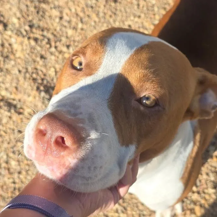An adult medium-sized male Brown / Chocolate Pit Bull Terrier dog named Gomez for adoption in Elizabeth City, NC