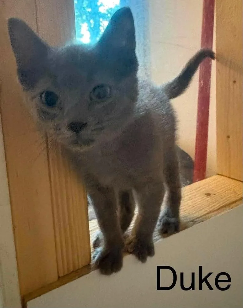 A baby small-sized female Domestic Short Hair cat named Duke aka Little Gray for adoption in Peoria, IL