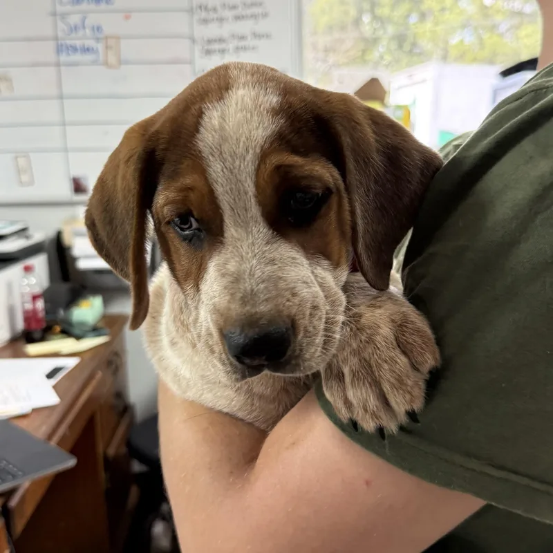 Pork Shoulder thumbnail 3