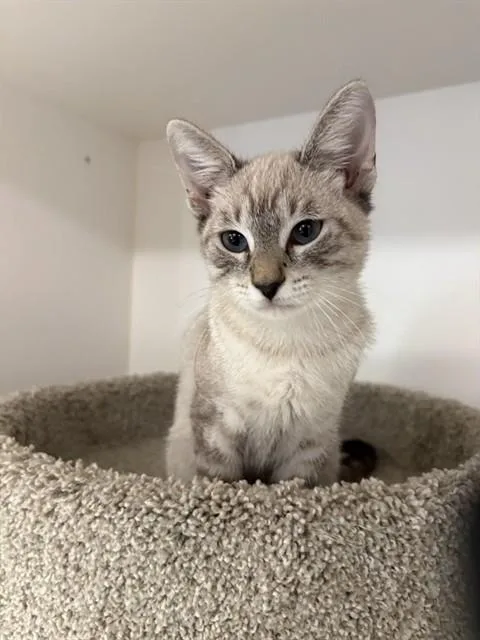 A baby medium-sized male Siamese cat named Biscotti for adoption in Sugar Land, TX