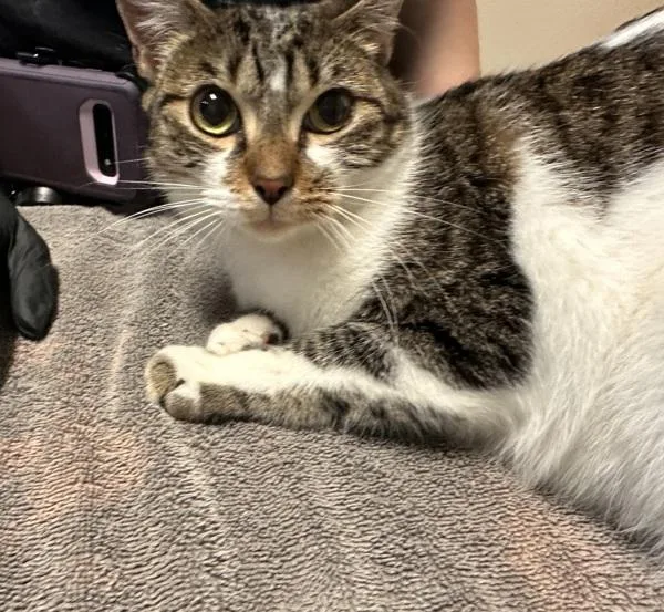 A young medium-sized female Domestic Short Hair cat named Renesmee for adoption in Oceanside, CA