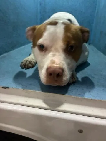 A young medium-sized male Mixed Breed dog named Apollo for adoption in West Palm Beach, FL