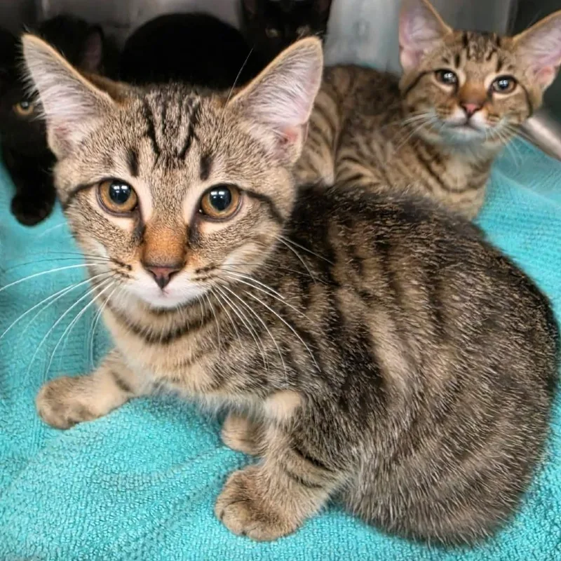 A baby small-sized female Brown / Chocolate Domestic Short Hair cat named Ginger for adoption in Martinsville, VA