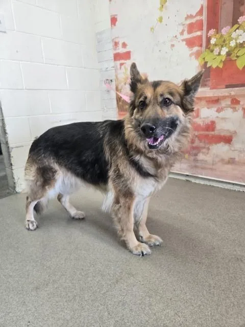 An adult large-sized female German Shepherd Dog dog named Hazel June for adoption in San Bernardino, CA