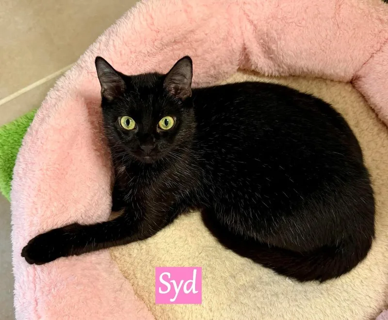 Syd