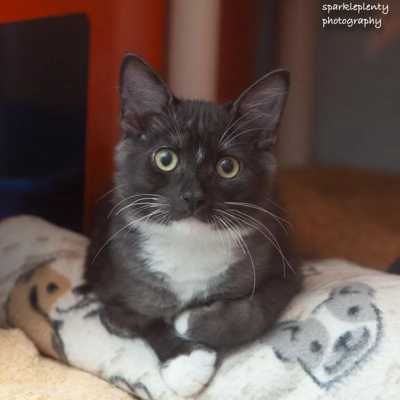A baby medium-sized male Black & White / Tuxedo Domestic Short Hair cat named Woods for adoption in Ridgefield, CT