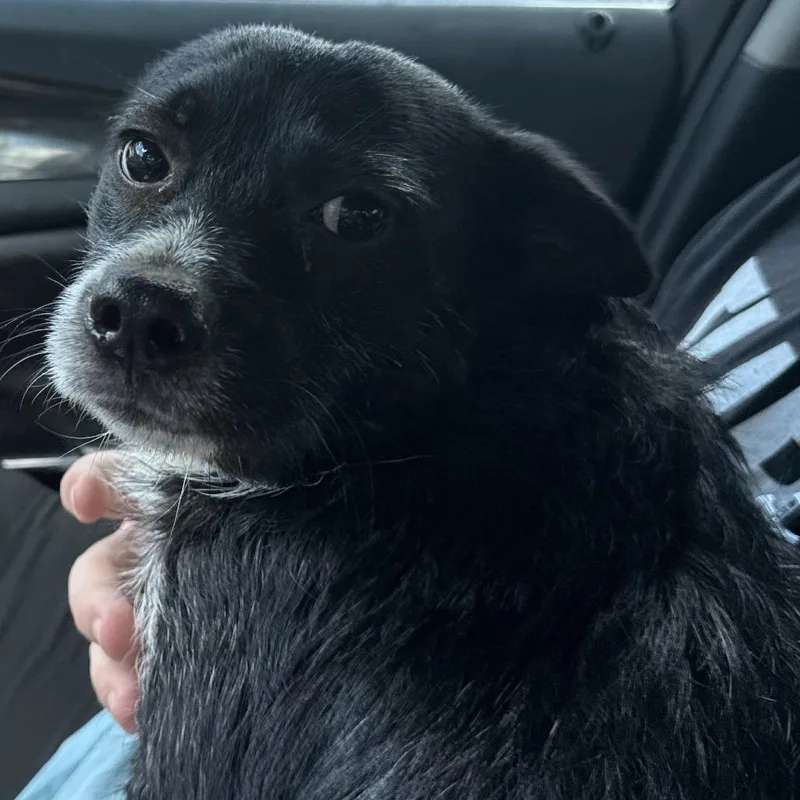 An adult medium-sized male Black Terrier dog named Hunter for adoption in Montgomery, AL