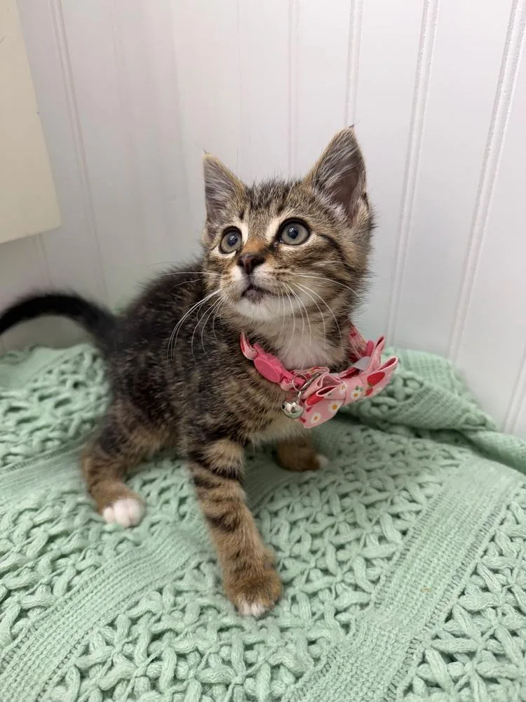 A baby medium-sized female Brown / Chocolate Domestic Short Hair cat named Lilo for adoption in Kannapolis, NC