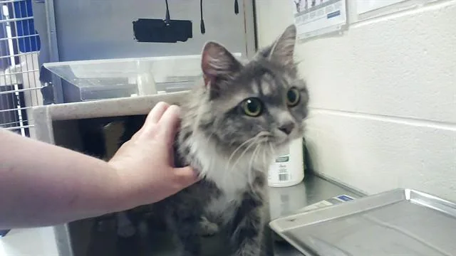 A senior large-sized female Domestic Long Hair cat named Hailey for adoption in Fayetteville, NC