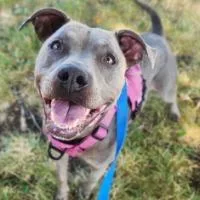 An adult medium-sized female Pit Bull Terrier dog named Iris for adoption in Minneapolis, MN