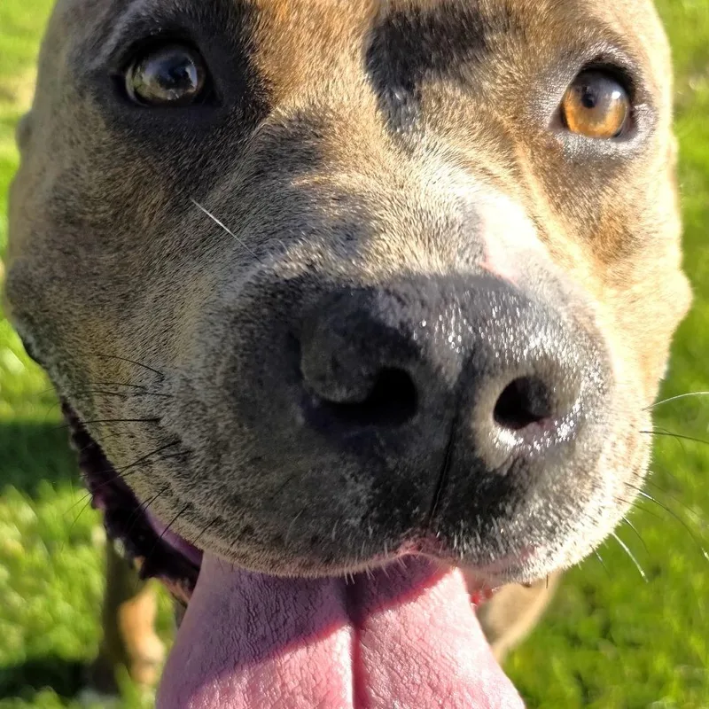 A young medium-sized female Brindle Pit Bull Terrier dog named Lucita for adoption in Michigan City, IN