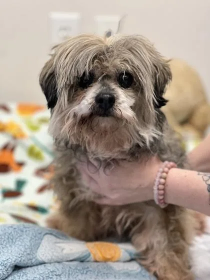 An adult small-sized female Yellow / Tan / Blond / Fawn Shih Tzu dog named Princess for adoption in Sacramento, CA