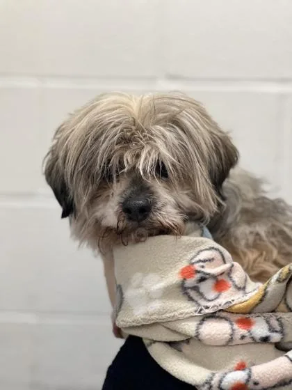 Princess thumbnail 2