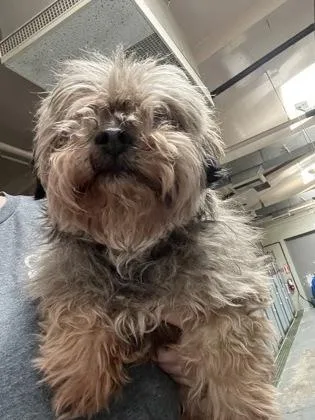 Princess thumbnail 3